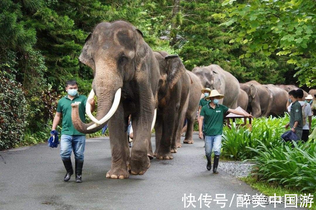 大象|探访野象谷，寻觅珍稀可爱的野象宝宝，适合亲子同乐