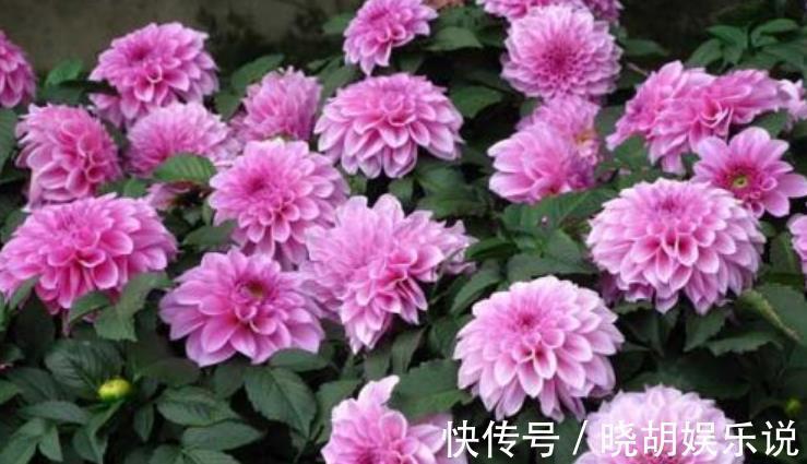 家养此款花卉，开花勤爱爆盆，花开美观又大气，花色艳丽灿烂无双