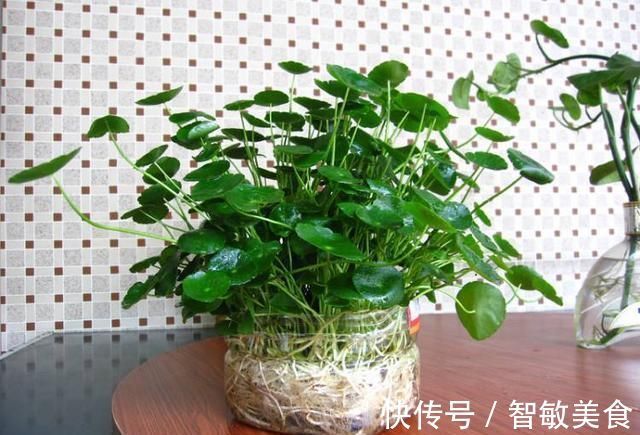 用途|一个小小矿泉水瓶,不但能种花,还可以做扦插,用途原来这么多