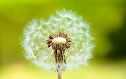 蒲公英泡水|27岁女子喝蒲公英养肝，坚持半年后，她的身体好了吗？值得学吗？