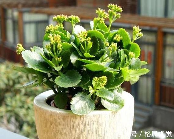 花期|6、7月盆栽长寿花,该如何养好3个窍门让它花期开花挡不住