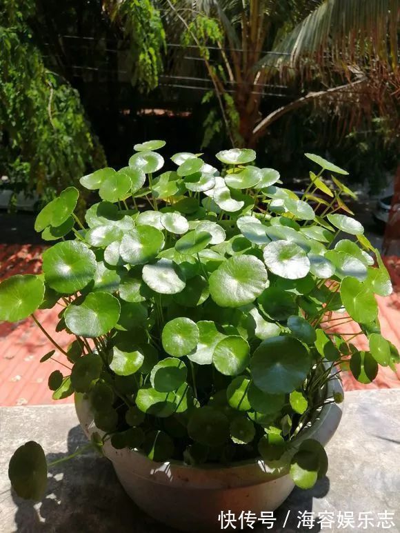 铜钱草|4种名字“有钱”的花,越养越有钱,家家必备!