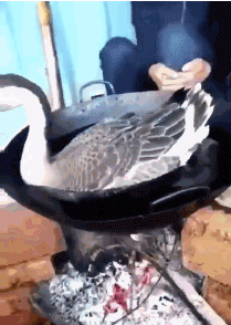 |搞笑GIF:幸亏反应快 不然被老婆发现就麻烦了