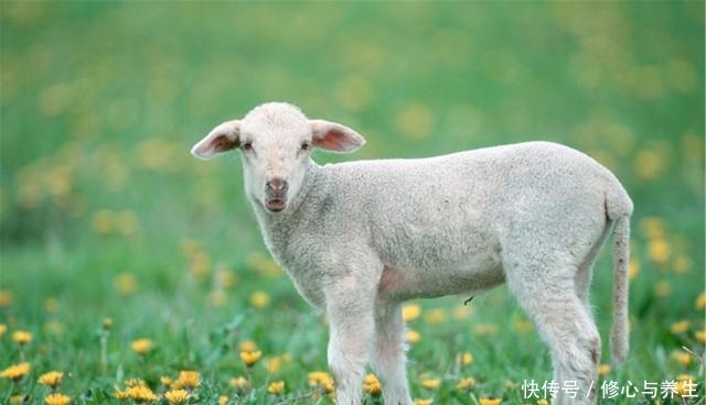 冬天炖羊肉，记得“1泡1煮2香料”，羊肉不腥膻，羊汤奶白鲜香！