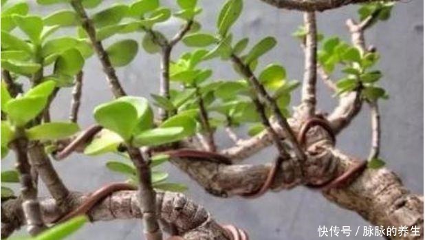 过年养盆“金枝玉叶”寓意好，盆景造型颜值高，越养越有钱！