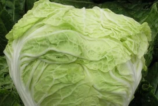 医院|白菜有这些“禁忌”,别等全家进医院了才后悔,早知道早受益