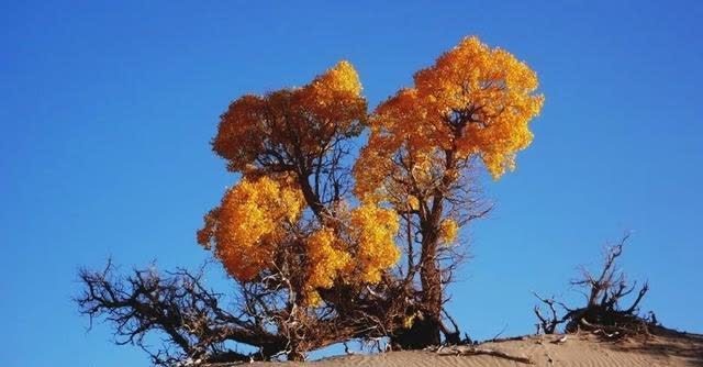 张鸣歧|也许是生命的强力——再论白雪生的话剧《张鸣岐》之一