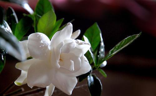 月季花|适合6月种植的花,35℃的高温照样生机勃勃,开花美好养护