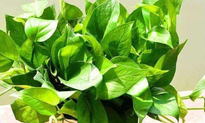 疯长|这药片2元钱买100片,1个月后叶子疯长,大白根窜满盆!