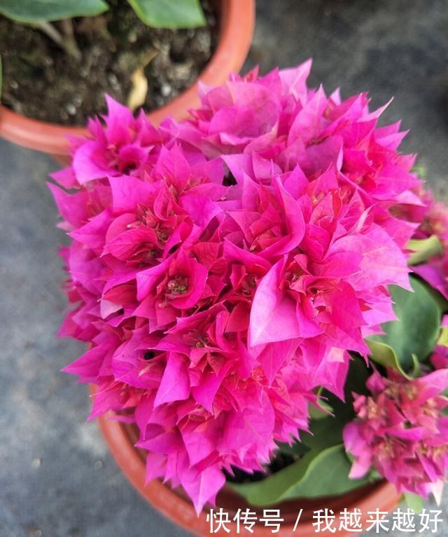 阳台养三角梅，必须要做到“3多”，开花200天，花比叶子多