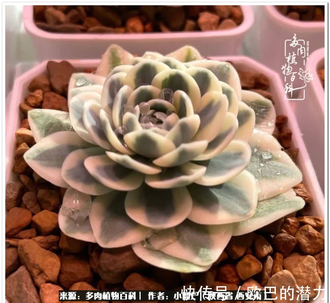 从景天到水泡和肉锥,那些年阳台种植多肉的历程!