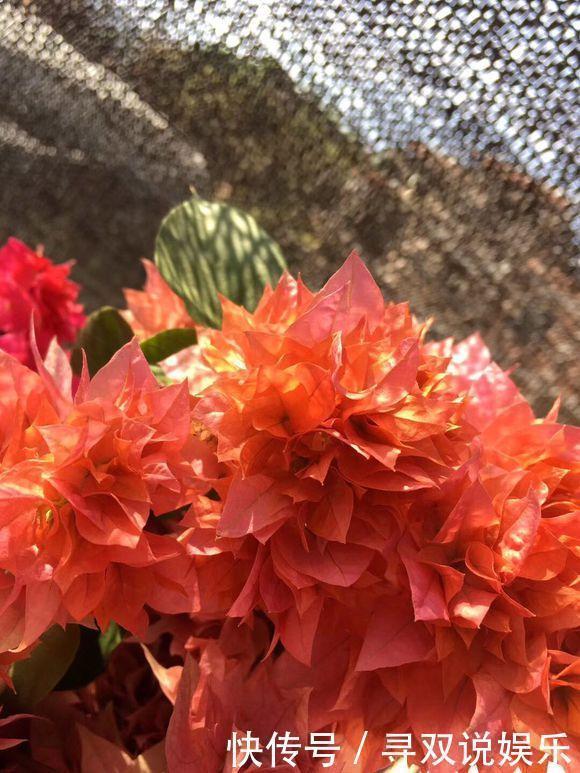 接穗|高手的扦插玩法,把以下三角梅养得这么好,只见开花不见叶