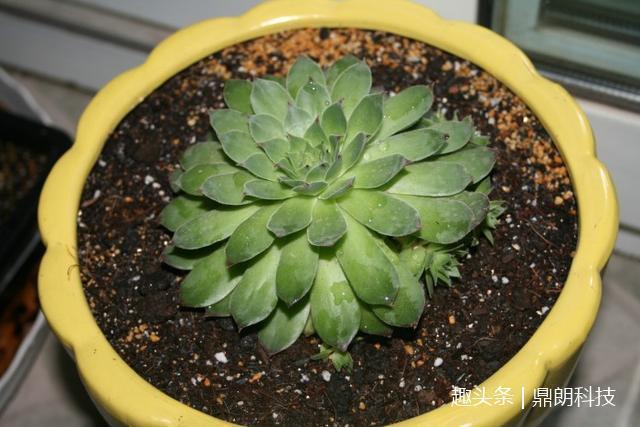 这几种多肉非常适合懒人养,一点都不用操心,还长得非常好