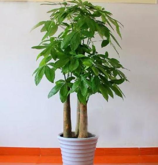 发财树最爱喝“2种水”,每月浇一点,叶片不发黄,绿得冒油光