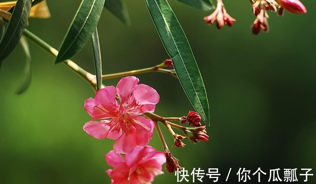 养花|家里养花要远离几种,虽然漂亮但是有毒,不能随意触碰