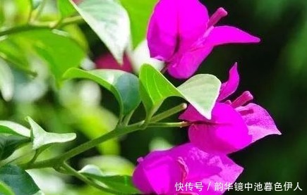 家养|家养三角梅总是开花少学会这三个小技巧，轻松花开爆满盆