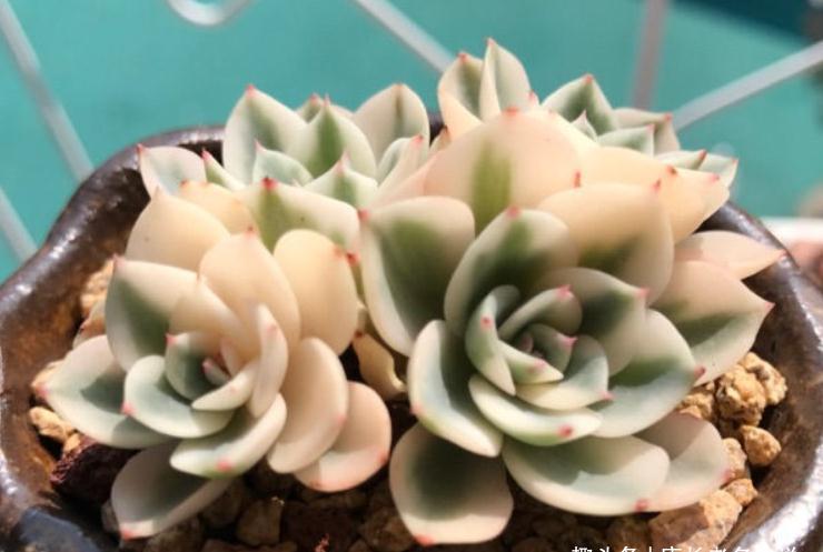 养多肉玉蝶锦的肉友你养活了吗？没养活的话来试试这两种养法吧！