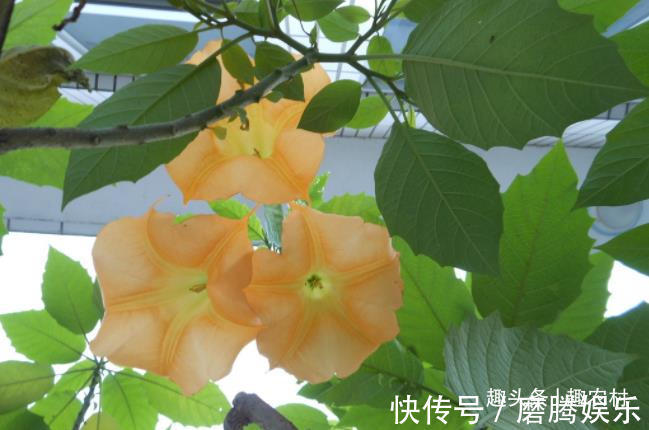 蛇莓|小时候常见又叫不上名的植物，终于知道叫啥了，太全了