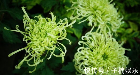 菊花|喜欢菊花，不如养盆“菊中珍品”绿窗纱影，似美人卷发，纱影绰约