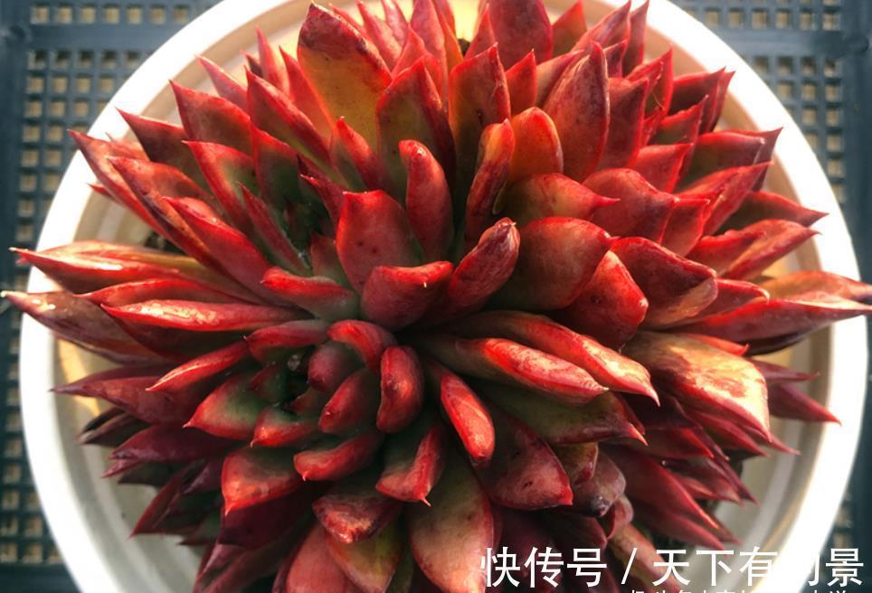 草原|没有草原我们也可以有野马——多肉野马东云，冬天红起来特别的野