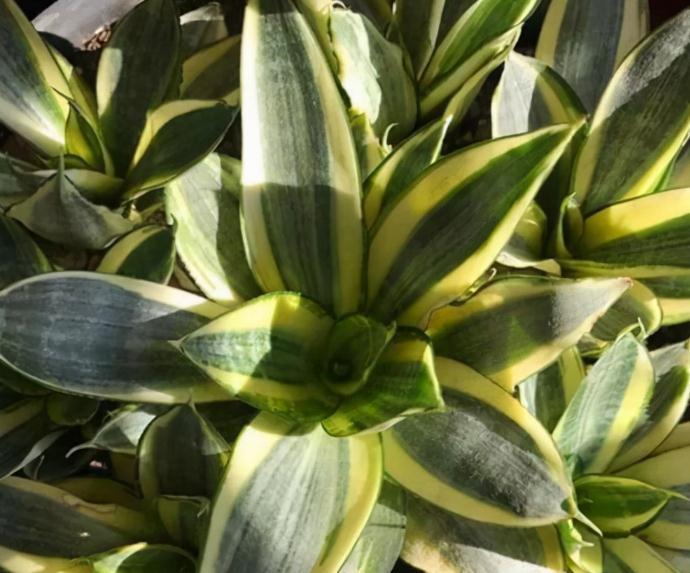 虎皮兰天冷不好养?错了,把控好这4点,谁都能养得爆盆