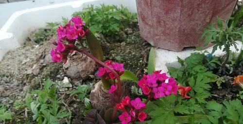 长寿花，如何浇水比较好？