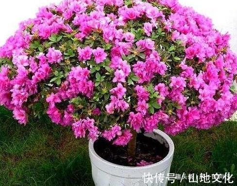 居家养花总是养不好学会这三个小技巧，轻松花开爆满盆