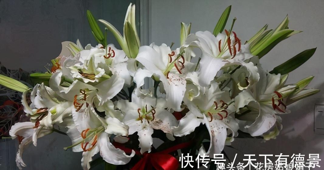 光照|百合花光长叶不开花,主要是4个方面的原因,做对了,开花很简单