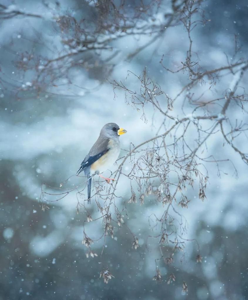 飘进|大雪飘进唐诗里