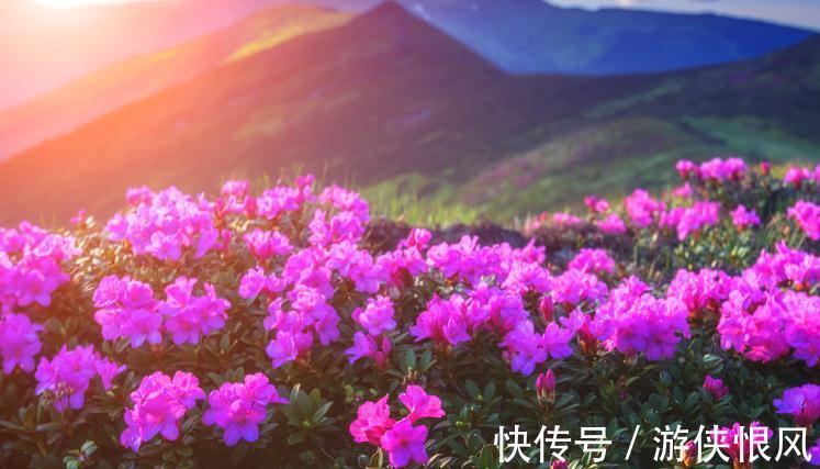 最值得入手的杜鹃花的栽培容易,花色超美,三季开花,是盆栽佳品