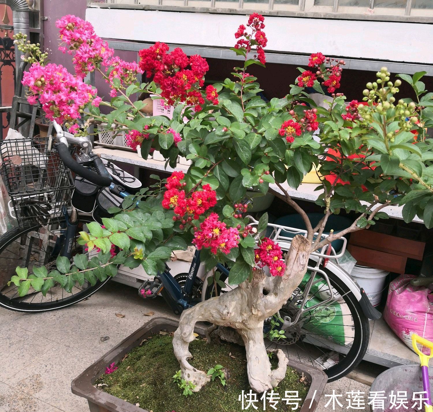 枝条|紫薇盆景什么时候修剪好对的时间修剪对的枝条，枝壮叶茂开花美