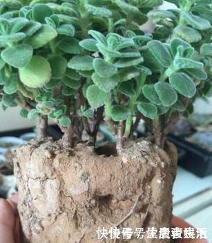 营养|盆土太硬了?用它泡一泡,浸盆浇,土壤透气有营养,还养根