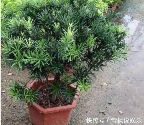 盆栽|3种''名贵''植物，越养越值钱，养好能当''传家宝''，小白快入手