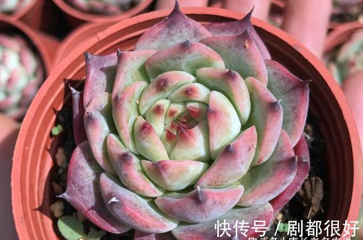 想打造多肉十里桃林?别只盯着桃蛋,此8个品种也许更合你的口味