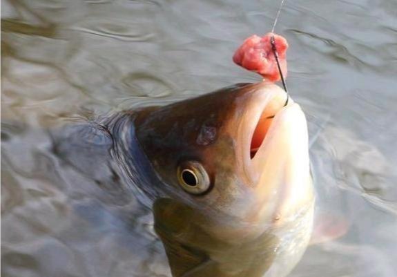 倒刺|钓鱼新手使用鱼钩的最大误区:别再用伊豆钓鲫鱼,钩型必须这样选