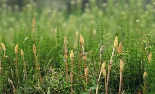  可惜|全球最“贪财”的植物,天然的黄金探测仪,可惜很多人却不知道