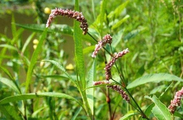 嫩叶|有种野草没人要，花瓣能酿酒，嫩叶能“毒鱼”，可以吃也可以入药