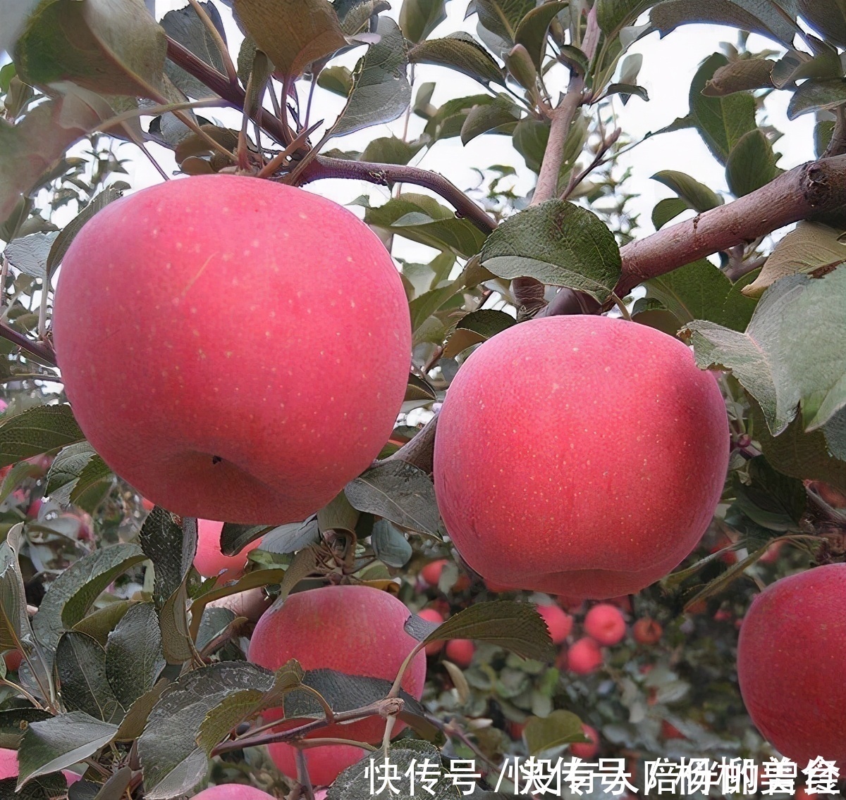 王医师|人到中年想长寿，要坚持吃3种食物，排毒养肝、补益身体