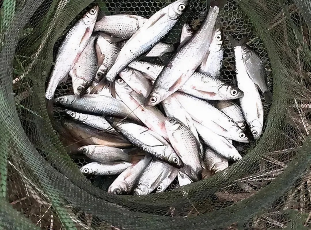 几种饵料开一起才能钓到鱼？是智商税还是故弄玄虚？单开可以吗？