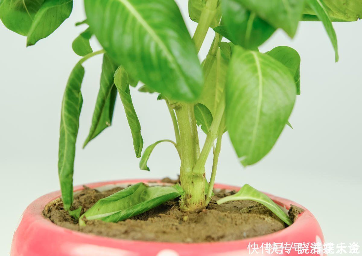 碱性|养花土碱性太大?3个方法轻松解决,养好花不成问题