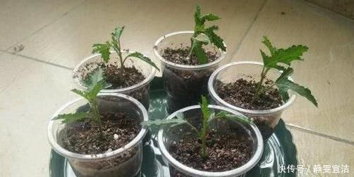 “3种花”扦插正当时,剪个枝插盆里,15天就生根,成活率高