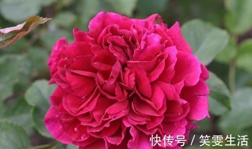 3种超好养的盆栽花,一年开花多次,香气四溢,物美价廉