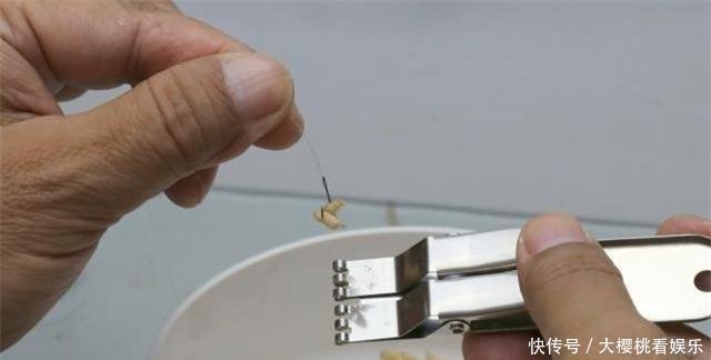 这东西常人难以接受,却是很不错的钓鱼饵料,钓鲫鱼鲤鱼效果绝佳