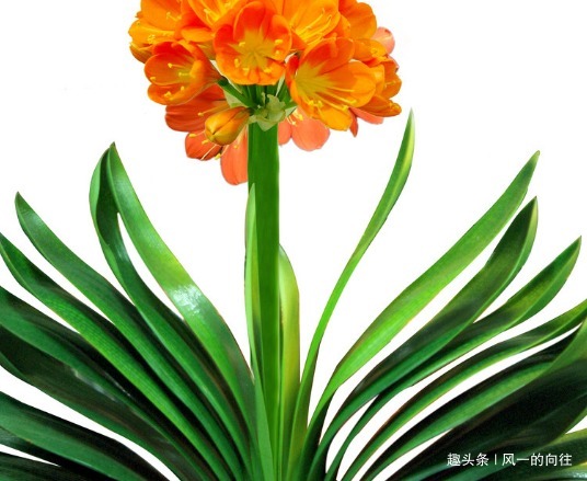 家养君子兰的3个小技巧,学会轻松花开爆满盆,建议收藏