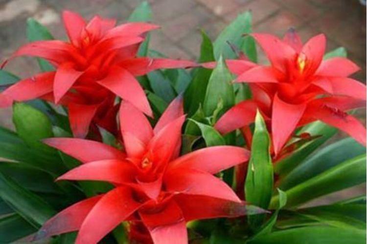 养花就养个花期长的，花大色艳，花朵烂漫迷人，美爆了