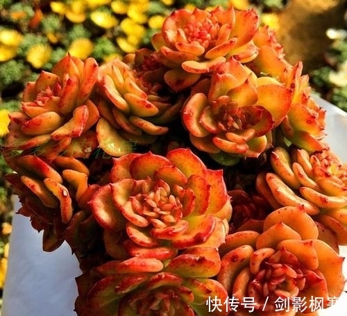 1月做好4件事,多肉开春多冒芽,养成群生肉墩子!