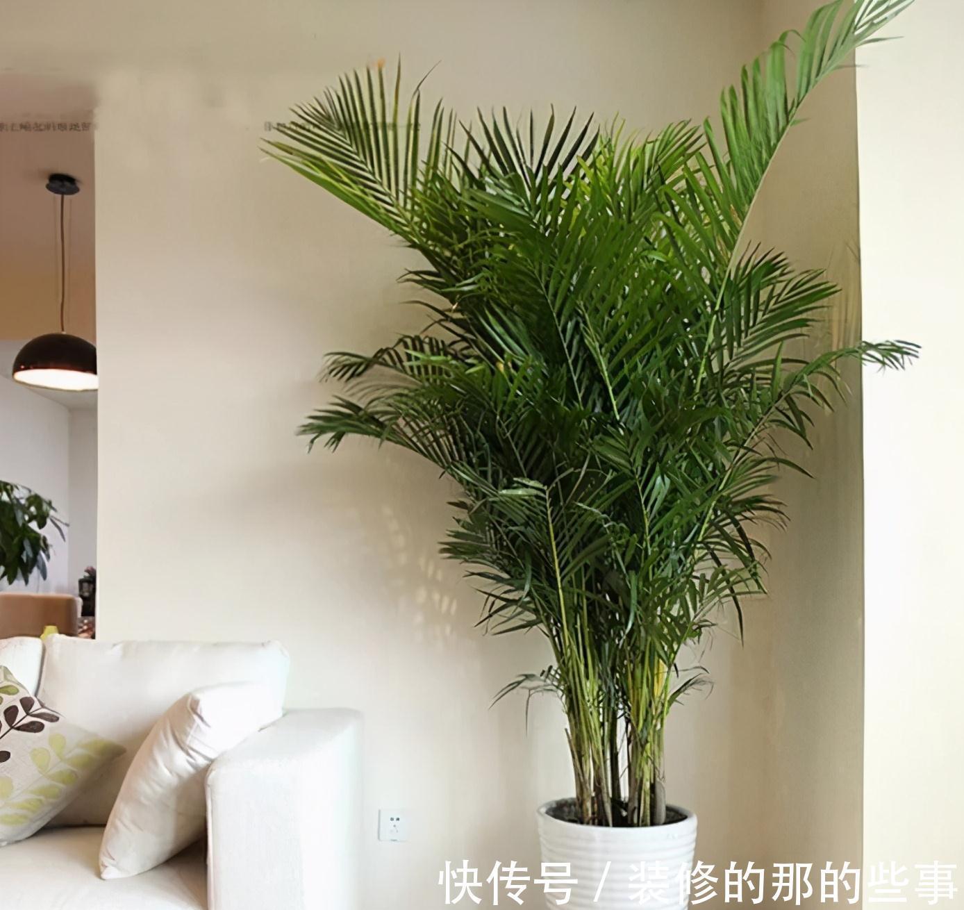 霸王蕨|你在养花,其实花也在养你,5种花养家里,比空气净化器还好用