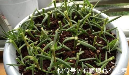 养花|别只用阿司匹林,“扦插”用上这“3药粉”,7天“白根”肥又壮