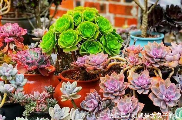 公认的六大“懒人花”,懒养更容易出状态!