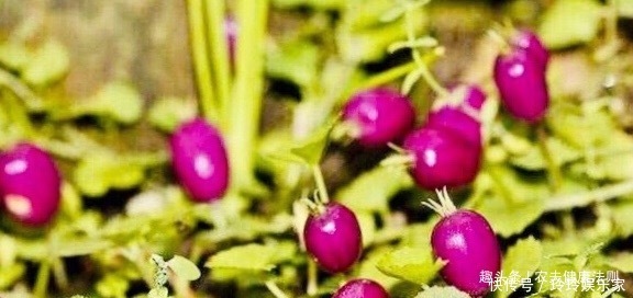 泡水|女性不想得子宫病，用它泡水喝，痛经没了，排毒补血，远离妇科病